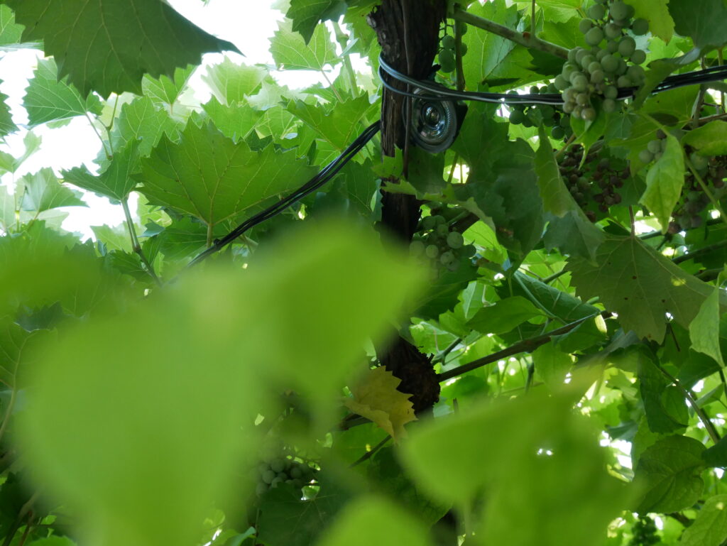 speaker in leaves